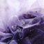 Flower Fairy Purple Dancing Prom Dresses 2020 A-Line / Princess Off-The-Shoulder Short Sleeve Appliques Flower Beading Glitter Tulle Floor-Length / Long Ruffle Backless