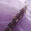 Fashion Grape Prom Dresses 2021 A-Line / Princess Off-The-Shoulder Long Sleeve Beading Sash Check Tulle Sweep Train Ruffle Backless Formal Dresses