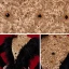 Luxury / Gorgeous Red Carpet Black Gold Evening Dresses  2021 Trumpet / Mermaid High Neck Long Sleeve Feather Appliques Lace Beading Sweep Train Ruffle Formal Dresses