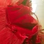 Modern / Fashion Red Prom Dresses 2019 A-Line / Princess Off-The-Shoulder Short Sleeve Bow Sash Floor-Length / Long Pleated Backless Formal Dresses