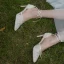Charmant Blanche En Dentelle Fleur Chaussure De Mariée 2020 Noeud Bride Cheville 7 cm Talons Aiguilles À Bout Pointu Mariage Talons