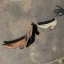 Fashion Brown Office OL Pumps 2021 Leather 6 cm Thick Heels Pointed Toe High Heels