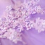 Affordable Lilac Prom Dresses 2019 A-Line / Princess V-Neck Appliques Lace Flower Beading Crystal Sleeveless Backless Floor-Length / Long Formal Dresses