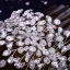 Sjarmerende Sølv Rhinestone Legering Har Tilbehor 2022 Bryllup Har Tilbehor Hodepynt Tilbehør Hårbøyle