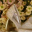 Charming Gold Pearl Rhinestone Wedding Shoes 2020 Leather Ankle Strap 7 cm Stiletto Heels Pointed Toe Wedding Heels
