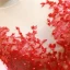 Luxury / Gorgeous Red Red Carpet Evening Dresses  2023 A-Line / Princess See-through Scoop Neck Long Sleeve Appliques Lace Beading Pearl Chapel Train Formal Dresses