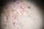 Chic / Beautiful Champagne Multi-Colors Sequins Lace Flower Appliques Prom Dresses 2024 Ball Gown Off-The-Shoulder Sleeveless Backless Floor-Length / Long Prom Formal Dresses