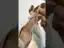 Elegant White Satin Pearl Appliques Wedding Shoes 2024 X-Strap 8 cm Stiletto Heels Pointed Toe Wedding Sandals High Heels