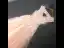 Chic / Beautiful Champagne Evening Dresses  2018 A-Line / Princess V-Neck Sleeveless Appliques Lace Beading Court Train Ruffle Backless Formal Dresses