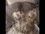 Elegant Prom Dresses 2021 Ball Gown Off-The-Shoulder Bow Beading Lace Flower Sleeveless Backless Floor-Length / Long Prom Formal Dresses