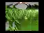 Vintage / Retro Ball Gown Green Satin Prom Dresses 2021 Square Neckline Short Sleeve Backless Floor-Length / Long Formal Dresses