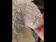 Elegant White Beading Pearl Sequins Wedding Flower Girl Dresses 2024 Ball Gown High Neck Short Sleeve Flower Girl Dresses Floor-Length / Long Tulle