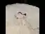 Luxury / Gorgeous Champagne Wedding Dresses 2020 Ball Gown Off-The-Shoulder Short Sleeve Backless Glitter Tulle Appliques Lace Beading Royal Train Cascading Ruffles