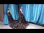 Luxury / Gorgeous Red Black Suede Evening Dresses  2023 A-Line / Princess Deep V-Neck Sleeveless Glitter Appliques Lace Chapel Train Ruffle Backless