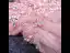 Elegante Pearl Rosa Abendkleider 2020 A Linie Spaghettiträger Kurze Ärmel Perlenstickerei Perle Lange Rüschen Rückenfreies Festliche Kleider