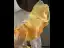 Vintage / Retro Yellow Beading Sequins Prom Dresses 2025 Ball Gown Scoop Neck Long Sleeve Backless Floor-Length / Long Formal Dresses