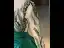 Vintage / Retro Dark Green Beading Sequins Satin Prom Dresses 2025 Ball Gown Scoop Neck Long Sleeve Floor-Length / Long Prom Formal Dresses