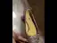Glitter Champagne Pailletten Leer Platte Bruidsschoenen 2026 Spitse Neus Huwelijk Pumps