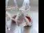 Fashion White Pearl Rhinestone Wedding Shoes 2022 Ankle Strap 9 cm Stiletto Heels Pointed Toe Wedding High Heels