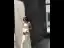 Charming Ivory Sequins Evening Dresses 2022 Trumpet / Mermaid Square Neckline Sleeveless Backless Floor-Length / Long Evening Party Formal Dresses