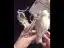 Élégant Beige Perle Volants Chaussure De Mariée 2021 X-Strap 7 cm Talons Aiguilles À Bout Pointu Mariage Talons Hauts