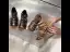Roman Tan Street Wear Womens Sandals 2022 T-Strap 5 cm Wedges Open / Peep Toe Sandals