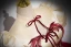 Vintage / Retro Chinese style Burgundy Beading Lace Flower Prom Dresses 2023 Ball Gown High Neck Bow Puffy Short Sleeve Floor-Length / Long Formal Dresses