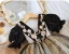 Chic / Beautiful Black Lace Flower Printing Short Birthday Flower Girl Dresses 2023 Ball Gown Scoop Neck Short Sleeve Backless Tulle