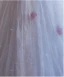 Chic / Beautiful Lavender Beading Appliques Prom Dresses 2024 A-Line / Princess Off-The-Shoulder Short Sleeve Backless Floor-Length / Long Tulle Prom Formal Dresses