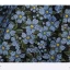 Flower Fairy Charming Printing Black Prom Dresses 2023 A-Line / Princess Strapless Sleeveless Backless Sweep Train Formal Dresses