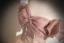 Elegant Champagne Beading Pearl Prom Dresses 2024 Ball Gown Ruffle Off-The-Shoulder Sleeveless Backless Floor-Length / Long Prom Formal Dresses