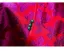 Chinese style Fuchsia Printing Tea-length Silk Evening Party Cheongsam 2026 Trumpet / Mermaid High Neck Short Sleeve