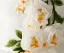 Chic / Beautiful White Embroidered Appliques Short Wedding Flower Girl Dresses 2026 Ball Gown Scoop Neck Puffy Short Sleeve